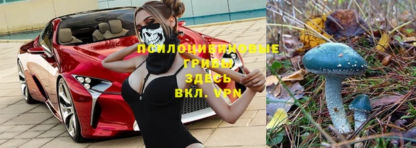 шишки Пересвет